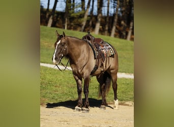 caballo de tiro Mestizo, Caballo castrado, 5 años, 163 cm, Grullo