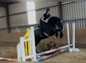 caballo de tiro, Caballo castrado, 5 años, 163 cm, Negro