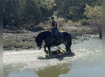 caballo de tiro, Caballo castrado, 5 años, 163 cm, Negro
