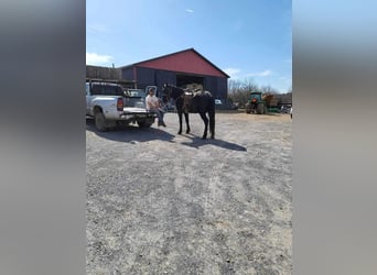 caballo de tiro, Caballo castrado, 5 años, 163 cm, Negro