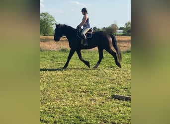 caballo de tiro, Caballo castrado, 5 años, 163 cm, Negro