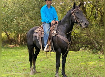 caballo de tiro, Caballo castrado, 5 años, 163 cm, Negro