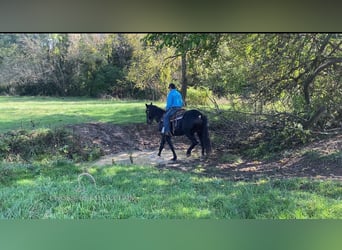 caballo de tiro, Caballo castrado, 5 años, 163 cm, Negro