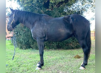 caballo de tiro, Caballo castrado, 5 años, 163 cm, Negro