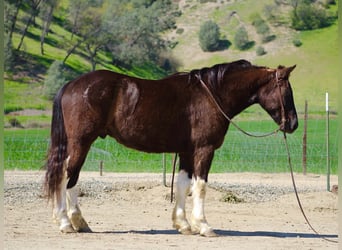 caballo de tiro, Caballo castrado, 5 años, 163 cm, Negro