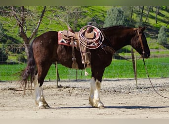 caballo de tiro, Caballo castrado, 5 años, 163 cm, Negro