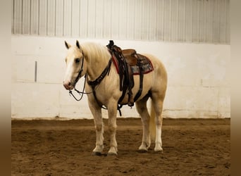 caballo de tiro Mestizo, Caballo castrado, 5 años, 163 cm, Palomino