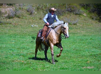 caballo de tiro, Caballo castrado, 5 años, 163 cm, Palomino