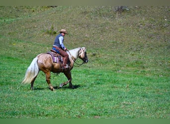 caballo de tiro, Caballo castrado, 5 años, 163 cm, Palomino