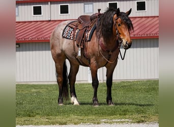 caballo de tiro Mestizo, Caballo castrado, 5 años, 163 cm, Ruano alazán