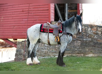 caballo de tiro, Caballo castrado, 5 años, 163 cm, Ruano azulado