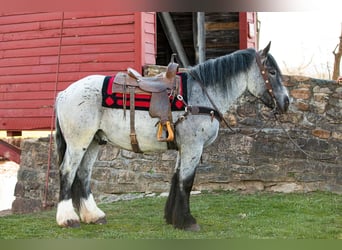 caballo de tiro, Caballo castrado, 5 años, 163 cm, Ruano azulado