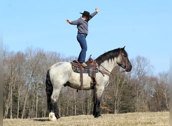 caballo de tiro Mestizo, Caballo castrado, 5 años, 163 cm, Ruano azulado