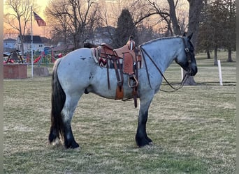 caballo de tiro Mestizo, Caballo castrado, 5 años, 163 cm, Ruano azulado