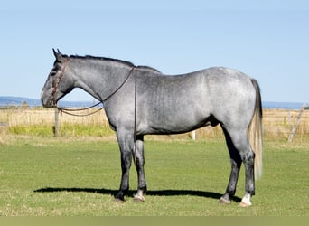 caballo de tiro Mestizo, Caballo castrado, 5 años, 163 cm, Ruano azulado