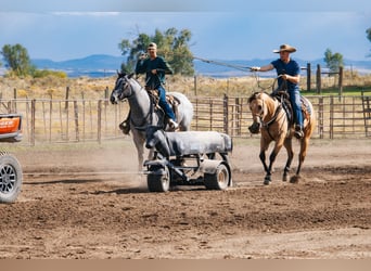 caballo de tiro Mestizo, Caballo castrado, 5 años, 163 cm, Ruano azulado