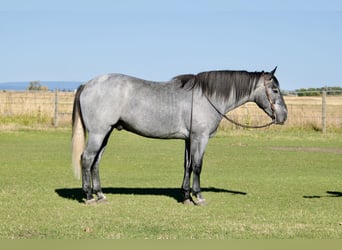 caballo de tiro Mestizo, Caballo castrado, 5 años, 163 cm, Ruano azulado