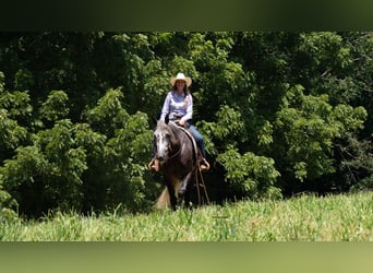 caballo de tiro Mestizo, Caballo castrado, 5 años, 163 cm, Tordo