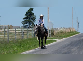 caballo de tiro Mestizo, Caballo castrado, 5 años, 163 cm, Tordo