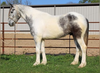 caballo de tiro Mestizo, Caballo castrado, 5 años, 163 cm, Tordo