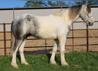 caballo de tiro Mestizo, Caballo castrado, 5 años, 163 cm, Tordo