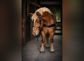 caballo de tiro, Caballo castrado, 5 años, 165 cm, Alazán-tostado