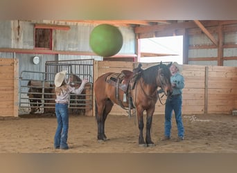caballo de tiro Mestizo, Caballo castrado, 5 años, 165 cm, Bayo