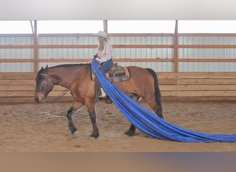 caballo de tiro Mestizo, Caballo castrado, 5 años, 165 cm, Bayo