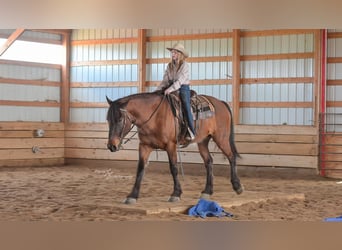 caballo de tiro Mestizo, Caballo castrado, 5 años, 165 cm, Bayo