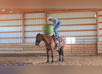 caballo de tiro Mestizo, Caballo castrado, 5 años, 165 cm, Bayo