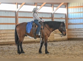 caballo de tiro Mestizo, Caballo castrado, 5 años, 165 cm, Bayo