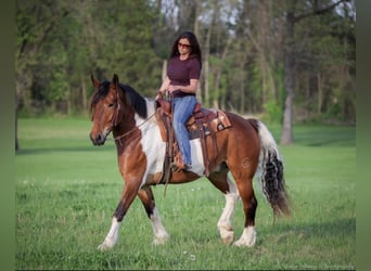 caballo de tiro Mestizo, Caballo castrado, 5 años, 165 cm, Castaño rojizo