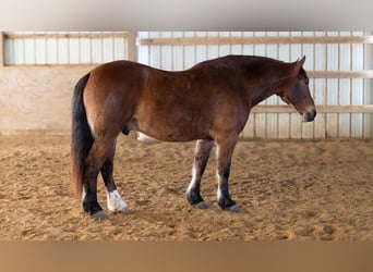 caballo de tiro Mestizo, Caballo castrado, 5 años, 165 cm, Castaño rojizo