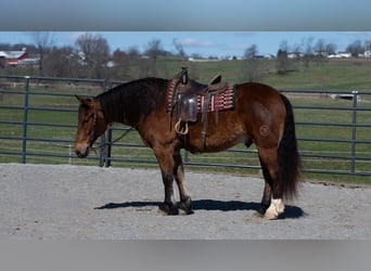 caballo de tiro Mestizo, Caballo castrado, 5 años, 165 cm, Castaño rojizo