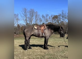 caballo de tiro, Caballo castrado, 5 años, 165 cm, Grullo
