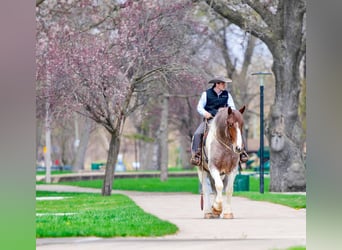 caballo de tiro, Caballo castrado, 5 años, 165 cm, Ruano alazán