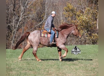 caballo de tiro Mestizo, Caballo castrado, 5 años, 165 cm, Ruano alazán