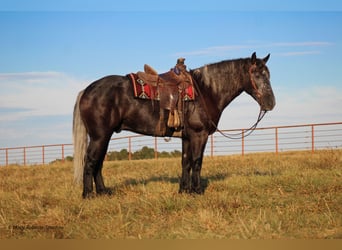 caballo de tiro Mestizo, Caballo castrado, 5 años, 165 cm, Tordo