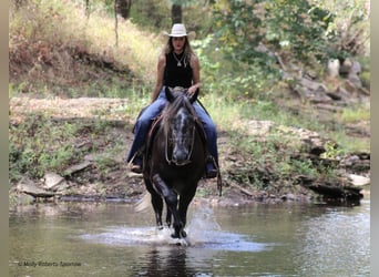 caballo de tiro Mestizo, Caballo castrado, 5 años, 165 cm, Tordo