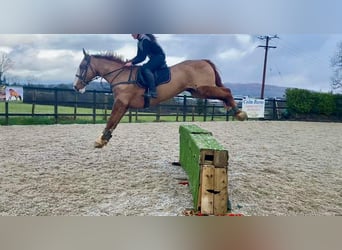 caballo de tiro, Caballo castrado, 5 años, 166 cm, Alazán-tostado