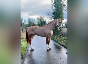 caballo de tiro, Caballo castrado, 5 años, 166 cm, Alazán-tostado
