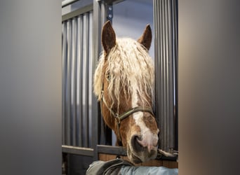 caballo de tiro, Caballo castrado, 5 años, 166 cm