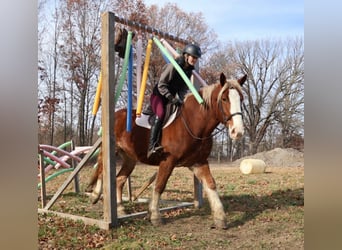 caballo de tiro Mestizo, Caballo castrado, 5 años, 168 cm, Alazán-tostado