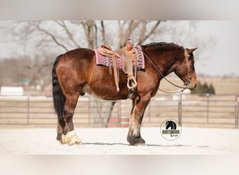 caballo de tiro Mestizo, Caballo castrado, 5 años, 168 cm, Castaño rojizo