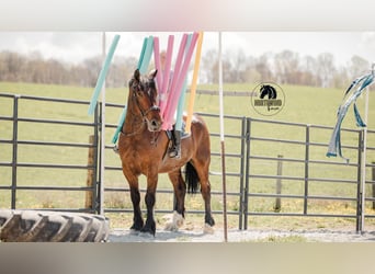 caballo de tiro Mestizo, Caballo castrado, 5 años, 168 cm, Castaño rojizo