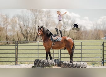 caballo de tiro Mestizo, Caballo castrado, 5 años, 168 cm, Castaño rojizo