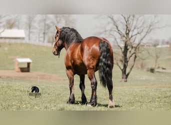 caballo de tiro Mestizo, Caballo castrado, 5 años, 168 cm, Castaño rojizo