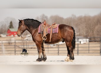caballo de tiro Mestizo, Caballo castrado, 5 años, 168 cm, Castaño rojizo