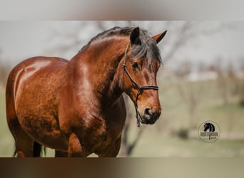 caballo de tiro Mestizo, Caballo castrado, 5 años, 168 cm, Castaño rojizo