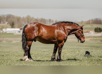 caballo de tiro Mestizo, Caballo castrado, 5 años, 168 cm, Castaño rojizo